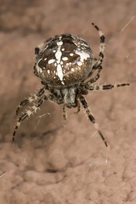 Framed Print : European garden spider or cross spider -Araneus diadematus-, female on her web on a house wall, Untergroeningen, Baden-Wuerttemberg, Germany, Europe Framed Print : European garden spider or cross spider -Araneus diadematus-, female on her web on a house wall, Untergroeningen, Baden-Wuerttemberg, Germany, Europe