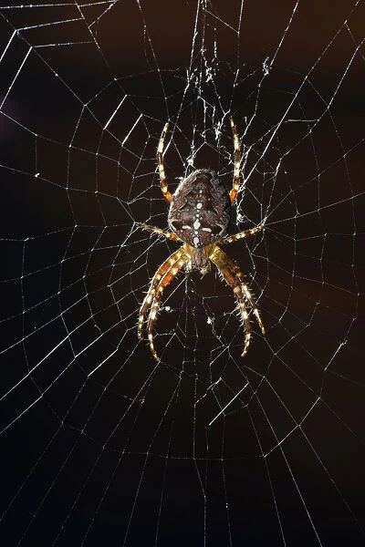 European Garden Spider, Diadem Spider or Cross Orbweaver -Araneus diadematus- in a web, Stuttgart, Baden-Wuerttemberg, Germany, Europe