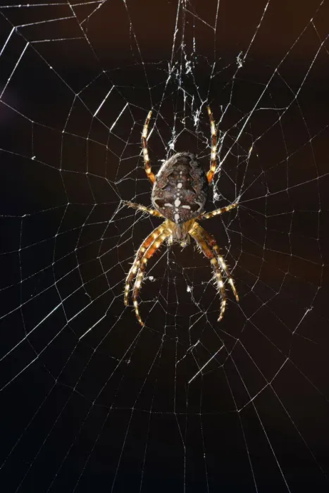 Framed Print : European Garden Spider, Diadem Spider or Cross Orbweaver -Araneus diadematus- in a web, Stuttgart, Baden-Wuerttemberg, Germany, Europe Framed Print : European Garden Spider, Diadem Spider or Cross Orbweaver -Araneus diadematus- in a web, Stuttgart, Baden-Wuerttemberg, Germany, Europe