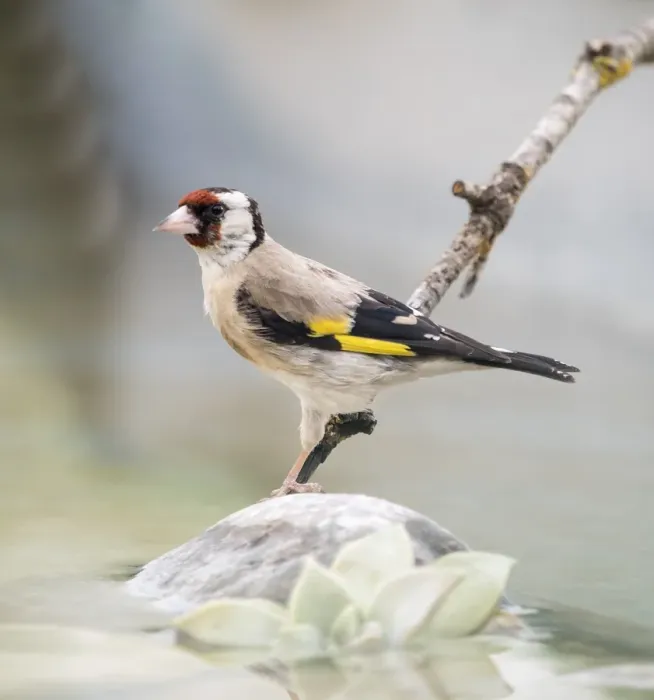 Framed Print : European Goldfinch (Carduelis carduelis), Spain. On a stone reflected in water Framed Print : European Goldfinch (Carduelis carduelis), Spain. On a stone reflected in water
