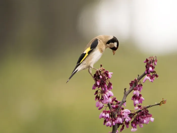 Framed Print : European Goldfinch (Carduelis carduelis), Spain. Put on a branch with floresen spring Framed Print : European Goldfinch (Carduelis carduelis), Spain. Put on a branch with floresen spring