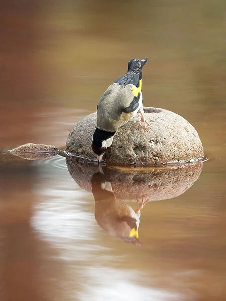 European Goldfinch (Carduelis carduelis), Spain. On a stone reflected in water