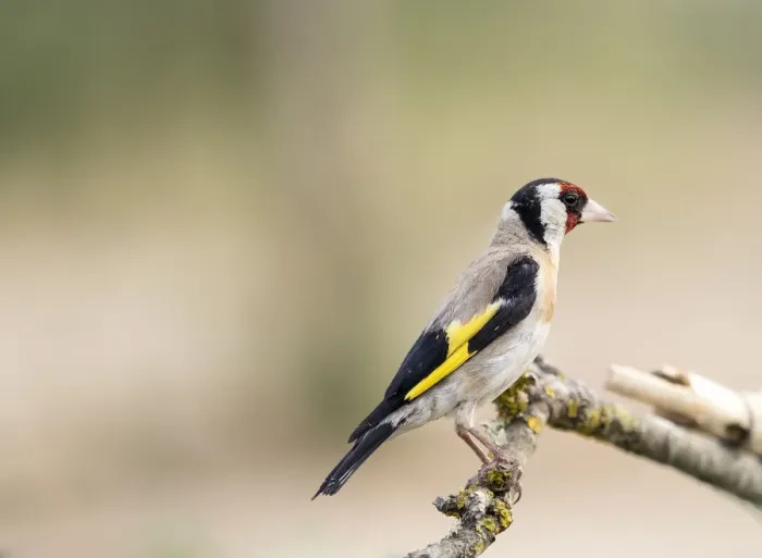 Framed Print : European Goldfinch (Carduelis carduelis), Spain Framed Print : European Goldfinch (Carduelis carduelis), Spain