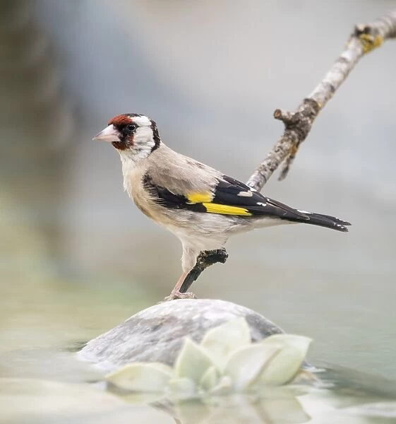 European Goldfinch (Carduelis carduelis), Spain. On a stone reflected in water