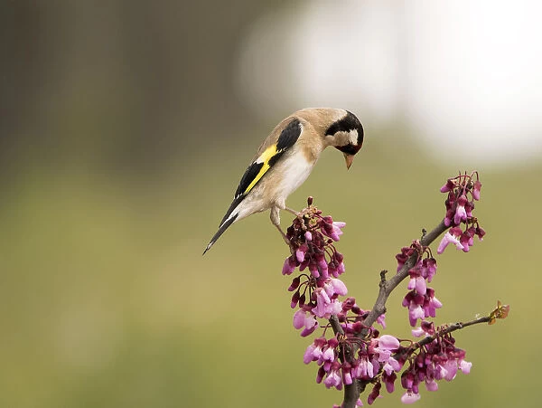 European Goldfinch (Carduelis carduelis), Spain. Put on a branch with floresen spring