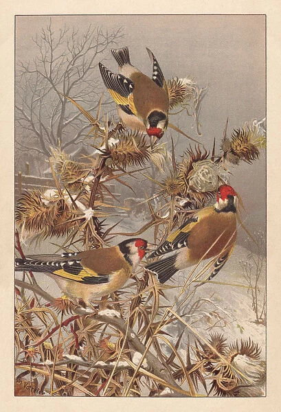 European goldfinches (Carduelis carduelis), lithograph, published around 1895
