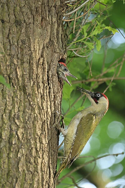 European Green Woodpecker -Picus viridis- feeding young at nest in tree hole, Germany