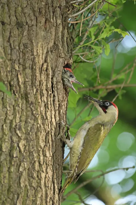 Framed Print : European Green Woodpecker -Picus viridis- feeding young at nest in tree hole, Germany Framed Print : European Green Woodpecker -Picus viridis- feeding young at nest in tree hole, Germany