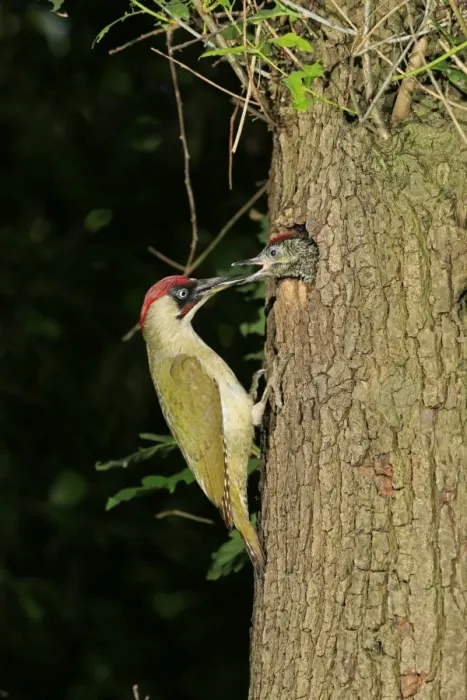 Framed Print : European Green Woodpecker -Picus viridis- feeding young at nest in tree hole, Germany Framed Print : European Green Woodpecker -Picus viridis- feeding young at nest in tree hole, Germany