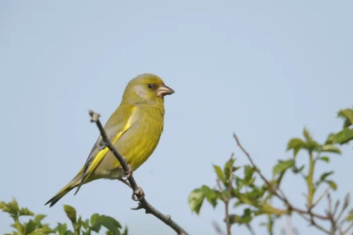 Framed Print : European greenfinch -Carduelis chloris- Framed Print : European greenfinch -Carduelis chloris-