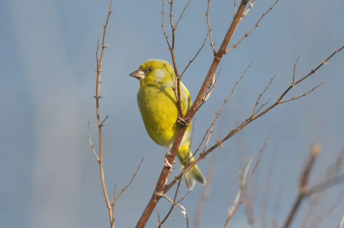 Framed Print : European greenfinch -Carduelis chloris- Framed Print : European greenfinch -Carduelis chloris-