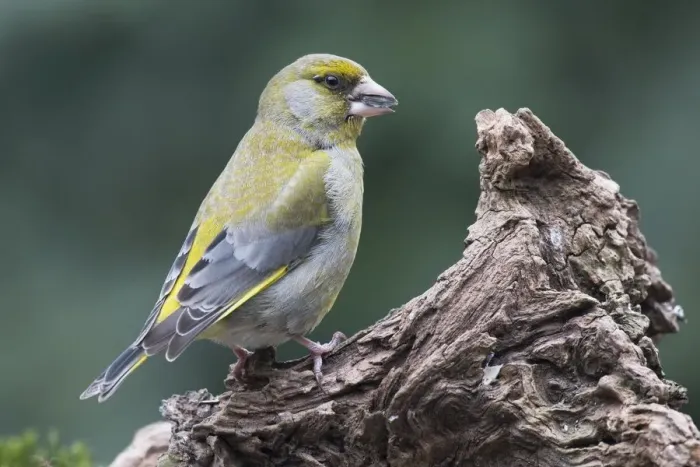 Framed Print : European greenfinch (Carduelis chloris) sits on deadwood, Emsland, Lower Saxony, Germany Framed Print : European greenfinch (Carduelis chloris) sits on deadwood, Emsland, Lower Saxony, Germany