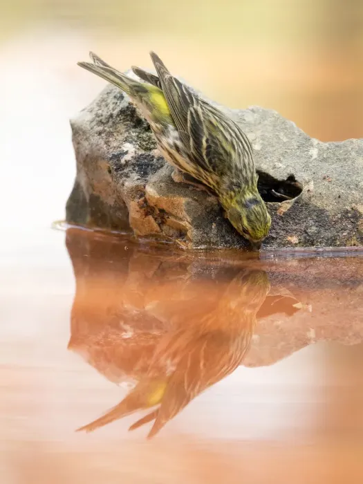 Framed Print : European greenfinch, ( Chloris chloris), It is a bird paseriforme belonging to the family of the fringAilidos. Drinking water in a pond