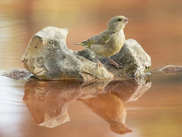 European greenfinch juvenile, ( Chloris chloris), It is a bird paseriforme belonging to the family of the fringAilidos. Drinking water in a pond