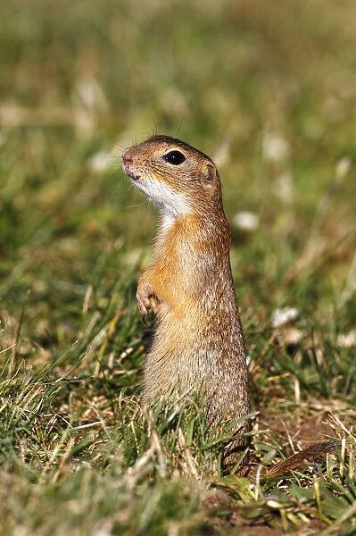 European ground squirrel or souslik (Spermophilus citellus) standing on its hind legs and watching its surroundings