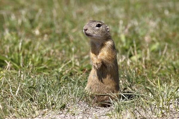 European ground squirrel or souslik (Spermophilus citellus) standing on its hind legs and watching its surroundings