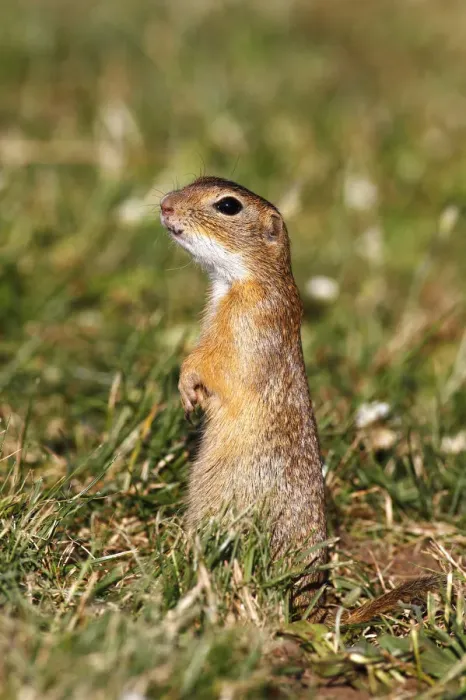 Framed Print : European ground squirrel or souslik (Spermophilus citellus) standing on its hind legs and watching its surroundings Framed Print : European ground squirrel or souslik (Spermophilus citellus) standing on its hind legs and watching its surroundings