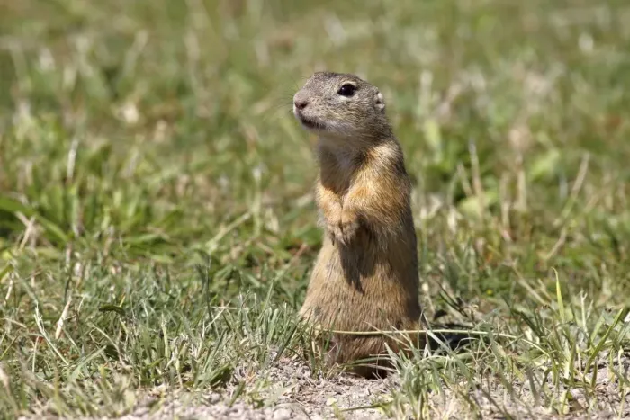 Framed Print : European ground squirrel or souslik (Spermophilus citellus) standing on its hind legs and watching its surroundings Framed Print : European ground squirrel or souslik (Spermophilus citellus) standing on its hind legs and watching its surroundings