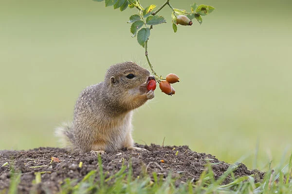 European ground squirrel -Spermophilus citellus- holds on to a rose hip while feeding, Austria
