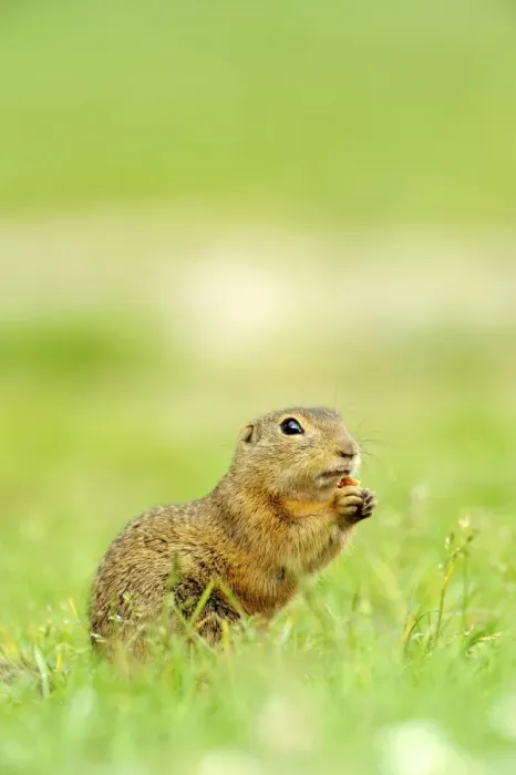 Framed Print : European ground squirrel -Spermophilus citellus-, feeding Framed Print : European ground squirrel -Spermophilus citellus-, feeding