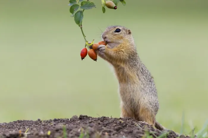 Framed Print : European ground squirrel -Spermophilus citellus- upright, feeding on a rosehip, Austria Framed Print : European ground squirrel -Spermophilus citellus- upright, feeding on a rosehip, Austria