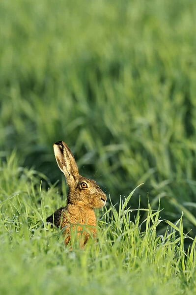 European hare -Lepus europaeus-, sitting in tall grass