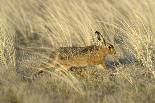 European Hare -Lepus europaeus-, running in the tall marram grass, Dunes of Texel National Park, Texel, West Frisian Islands, province of North Holland, Netherlands