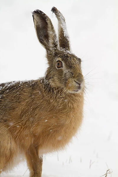 European Hare -Lepus europaeus- in the snow, Burgenland, Austria
