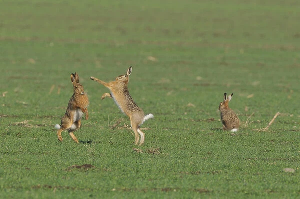 Two European Hares -Lepus europaeus- fighting on a field, a third one next to it