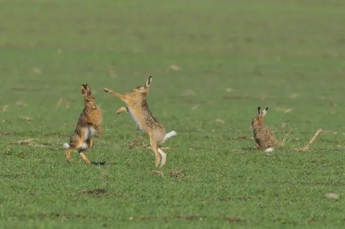 Framed Print : Two European Hares -Lepus europaeus- fighting on a field, a third one next to it Framed Print : Two European Hares -Lepus europaeus- fighting on a field, a third one next to it