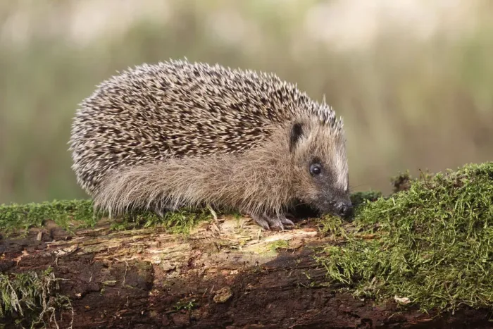 Framed Print : European Hedgehog -Erinaceus europaeus-, young, 7-8 weeks, Allgau, Bavaria, Germany
