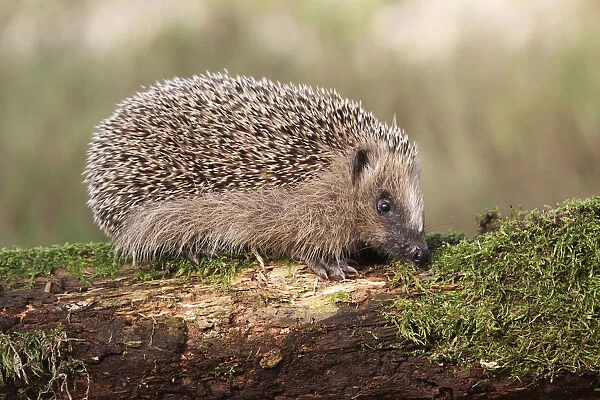 European Hedgehog -Erinaceus europaeus-, young, 7-8 weeks, Allgau, Bavaria, Germany