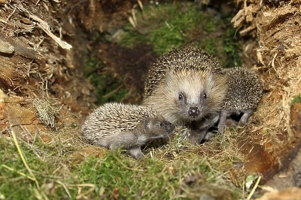 European Hedgehog -Erinaceus europaeus- with young, 19 days, in the nest in an old tree stump, Allgau, Bavaria, Germany