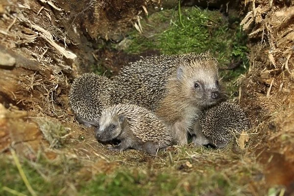 European Hedgehog -Erinaceus europaeus- with young, 19 days, in the nest in an old tree stump, Allgau, Bavaria, Germany