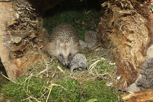 European Hedgehog -Erinaceus europaeus- with young, 13 days, just about to open the eyes, in the nest in an old tree stump, Allgau, Bavaria, Germany