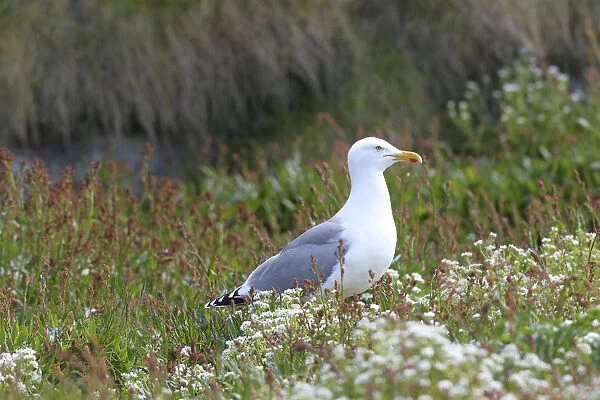 European herring gull -Larus argentatus-, adult, bird island Hornoya, Varanger, Norway