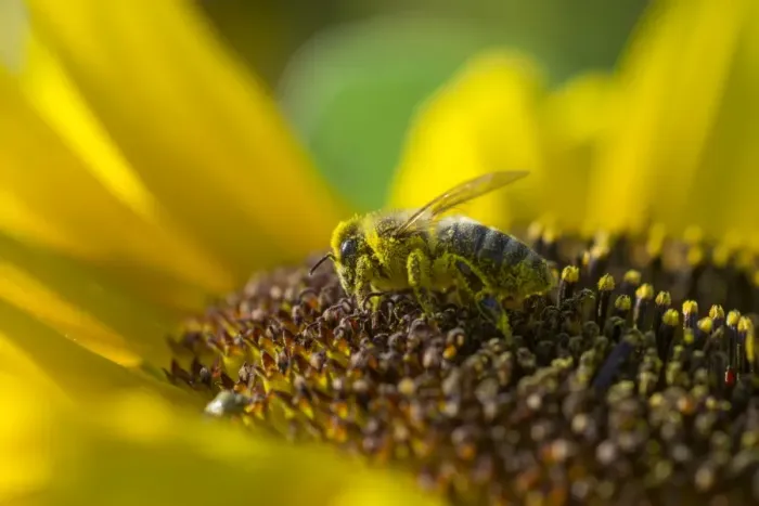 Framed Print : European Honey Bee -Apis mellifera- on a Sunflower -Helianthus-