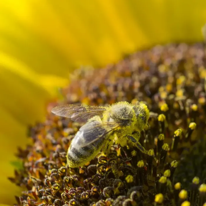 Framed Print : European Honey Bee -Apis mellifera- on a Sunflower -Helianthus- Framed Print : European Honey Bee -Apis mellifera- on a Sunflower -Helianthus-