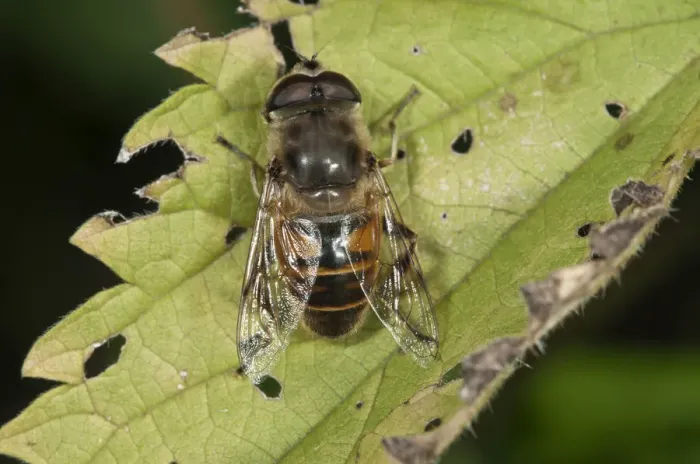 Framed Print : European Hoverfly or Drone Fly -Eristalis tenax-, male, Untergroeningen, Baden-Wuerttemberg, Germany, Europe