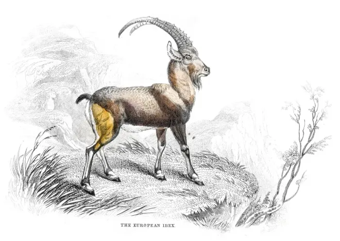 Framed Print : European ibex lithograph 1884 Framed Print : European ibex lithograph 1884