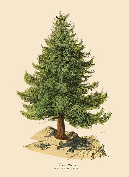 European Larch Tree or Pinus Larix, Victorian Botanical Illustration