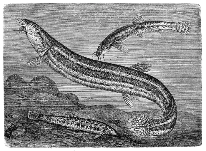Framed Print : European loach (Barbatula barbatula) and loach (Misgurnis fossilis) Framed Print : European loach (Barbatula barbatula) and loach (Misgurnis fossilis)