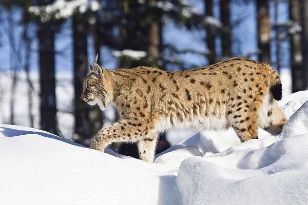 European lynx (Felis lynx, Lynx lynx) running in the snow, Bavarian Forest National Park, Bavaria, Germany, Europe