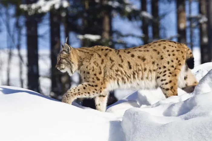 Framed Print : European lynx (Felis lynx, Lynx lynx) running in the snow, Bavarian Forest National Park, Bavaria, Germany, Europe Framed Print : European lynx (Felis lynx, Lynx lynx) running in the snow, Bavarian Forest National Park, Bavaria, Germany, Europe