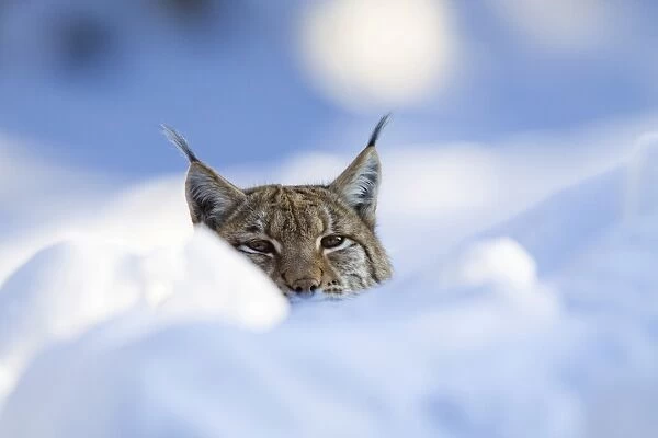 European lynx (Felis lynx, Lynx lynx) in the snow, Bavarian Forest National Park, Bavaria, Germany, Europe
