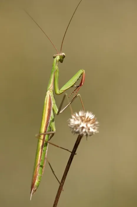 Framed Print : European mantis -Mantis religiosa-, nutrient-poor grassland, departement of Haut-Rhin, France, Europe