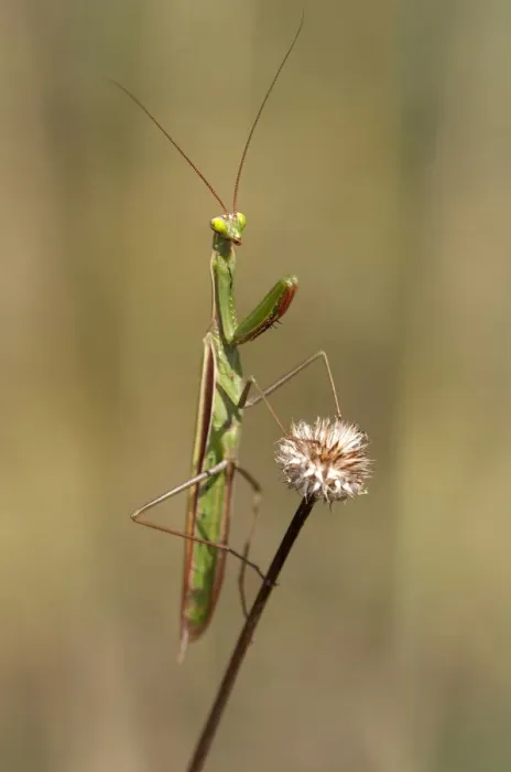 Framed Print : European mantis -Mantis religiosa-, nutrient-poor grassland, departement of Haut-Rhin, France, Europe
