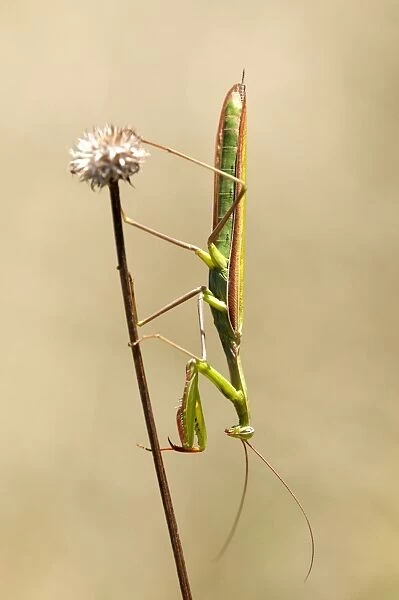 European mantis -Mantis religiosa-, nutrient-poor grassland, departement of Haut-Rhin, France, Europe