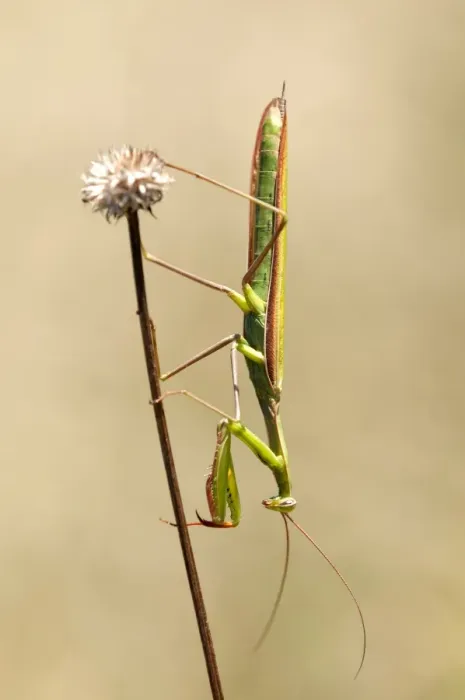 Framed Print : European mantis -Mantis religiosa-, nutrient-poor grassland, departement of Haut-Rhin, France, Europe Framed Print : European mantis -Mantis religiosa-, nutrient-poor grassland, departement of Haut-Rhin, France, Europe