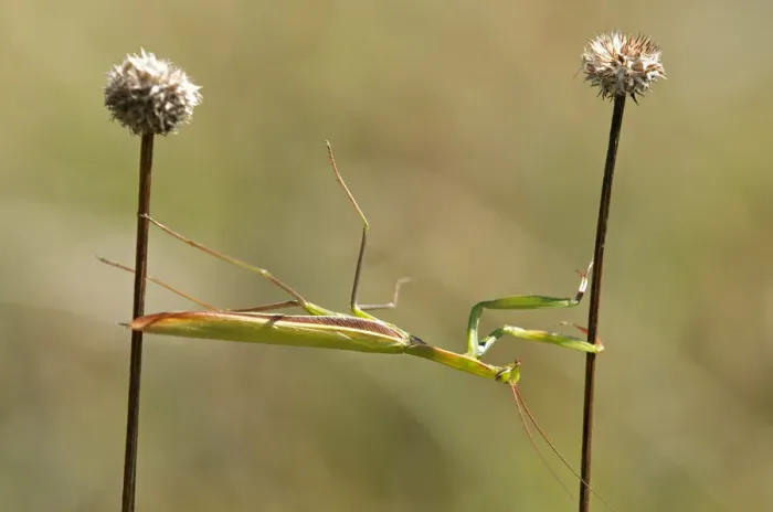 Framed Print : European mantis -Mantis religiosa-, nutrient-poor grassland, departement of Haut-Rhin, France, Europe Framed Print : European mantis -Mantis religiosa-, nutrient-poor grassland, departement of Haut-Rhin, France, Europe